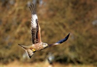 /album/birds-of-prey/copy-1-of-gig1-242-filtered-jpg/